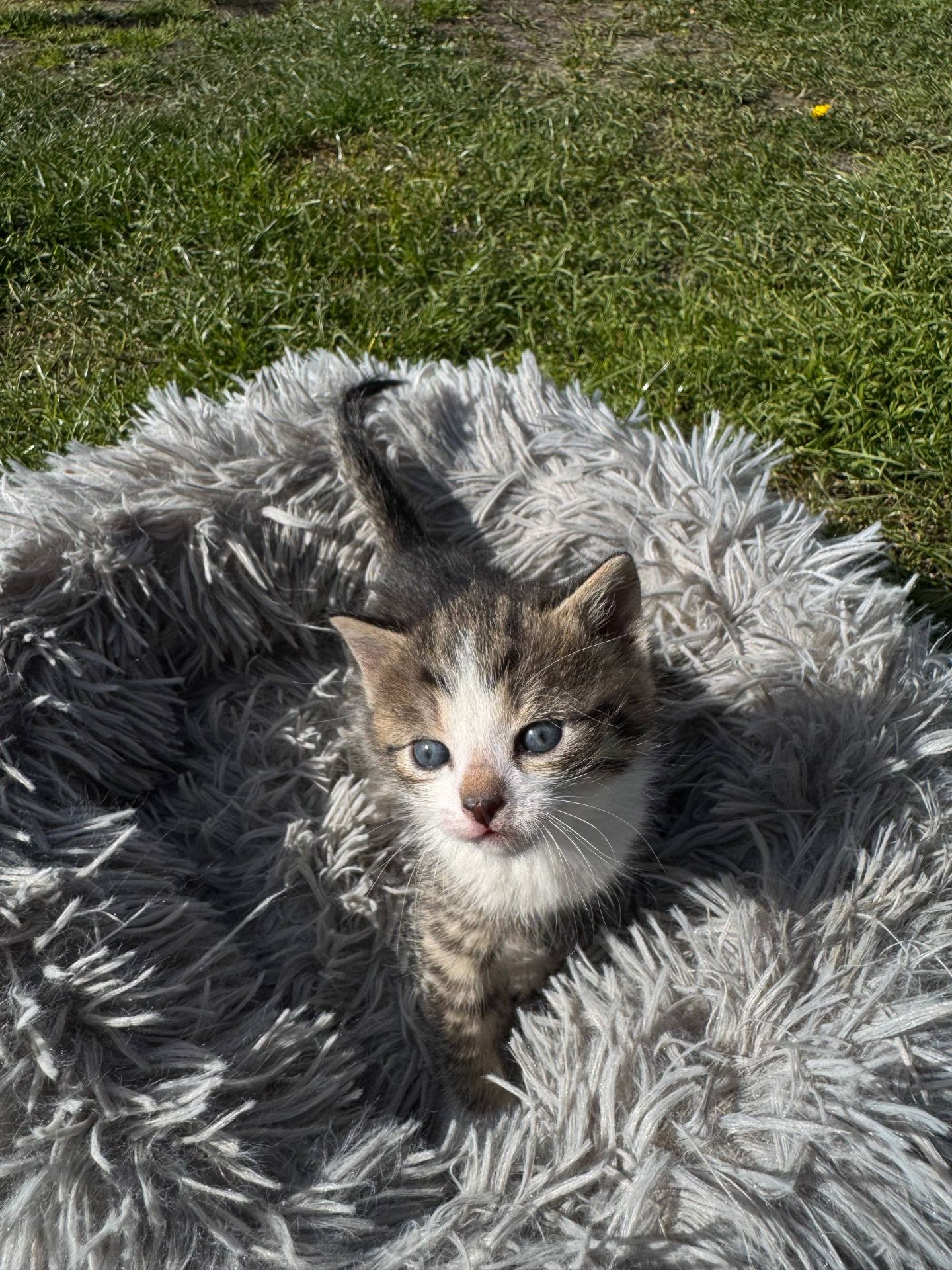 Маленький хлопчик шукає сім"ю