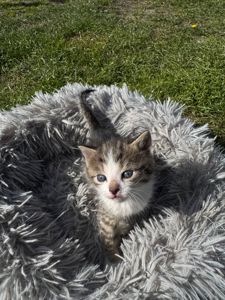 Маленький хлопчик шукає сім"ю