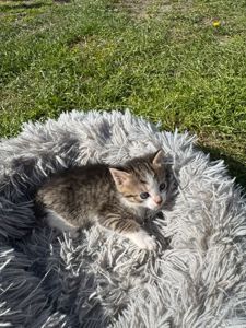 Маленький хлопчик шукає сім"ю