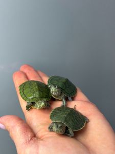 Червоновуха водяна черепашка