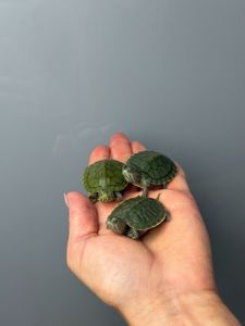 Червоновуха водяна черепашка