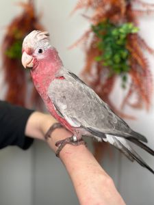 Ручний викормиш какаду Гала, рожевий какаду, розмовляючий папуга какаду, ніжний домашній папуга