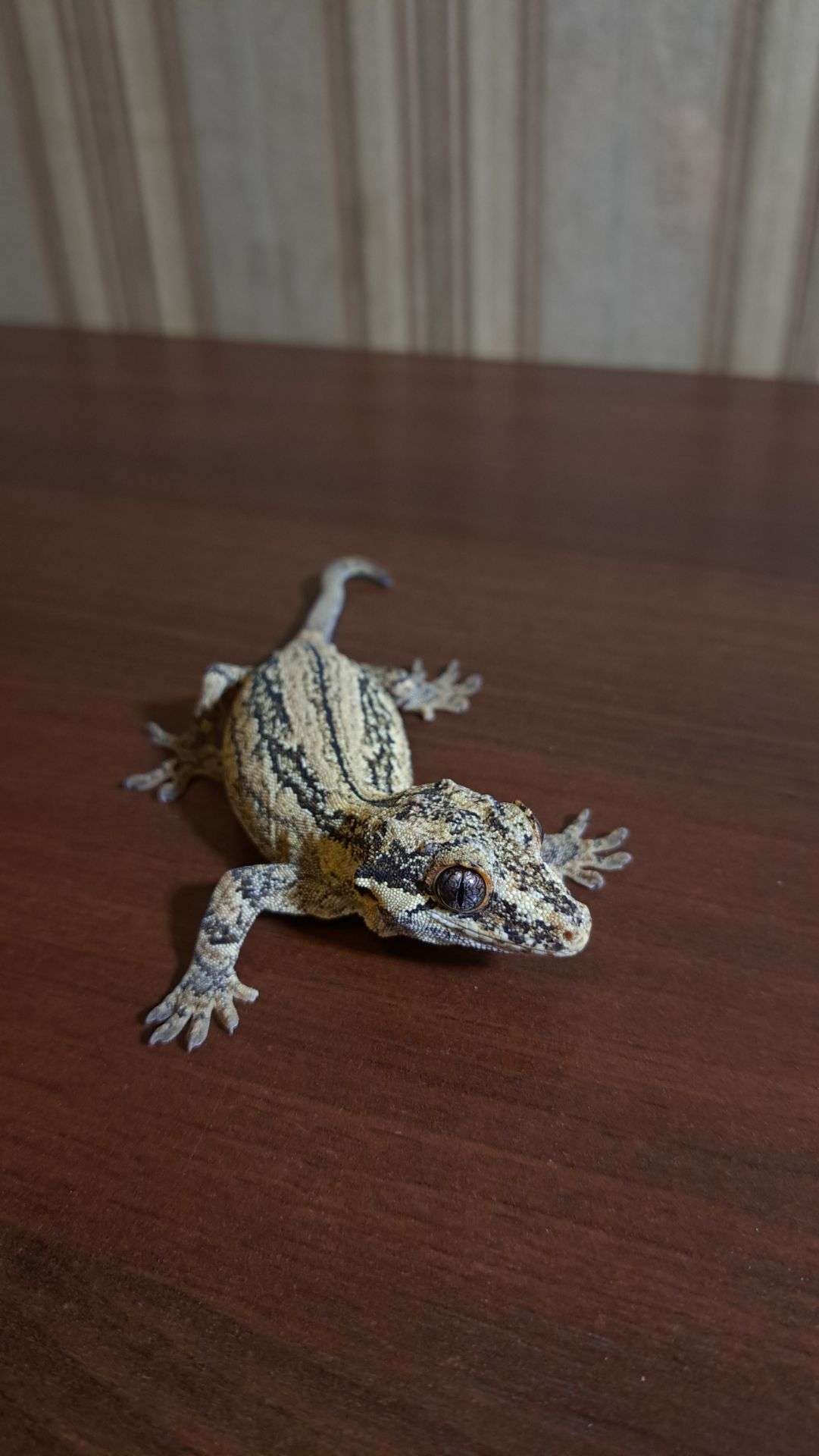 Вухатий бананоїд
