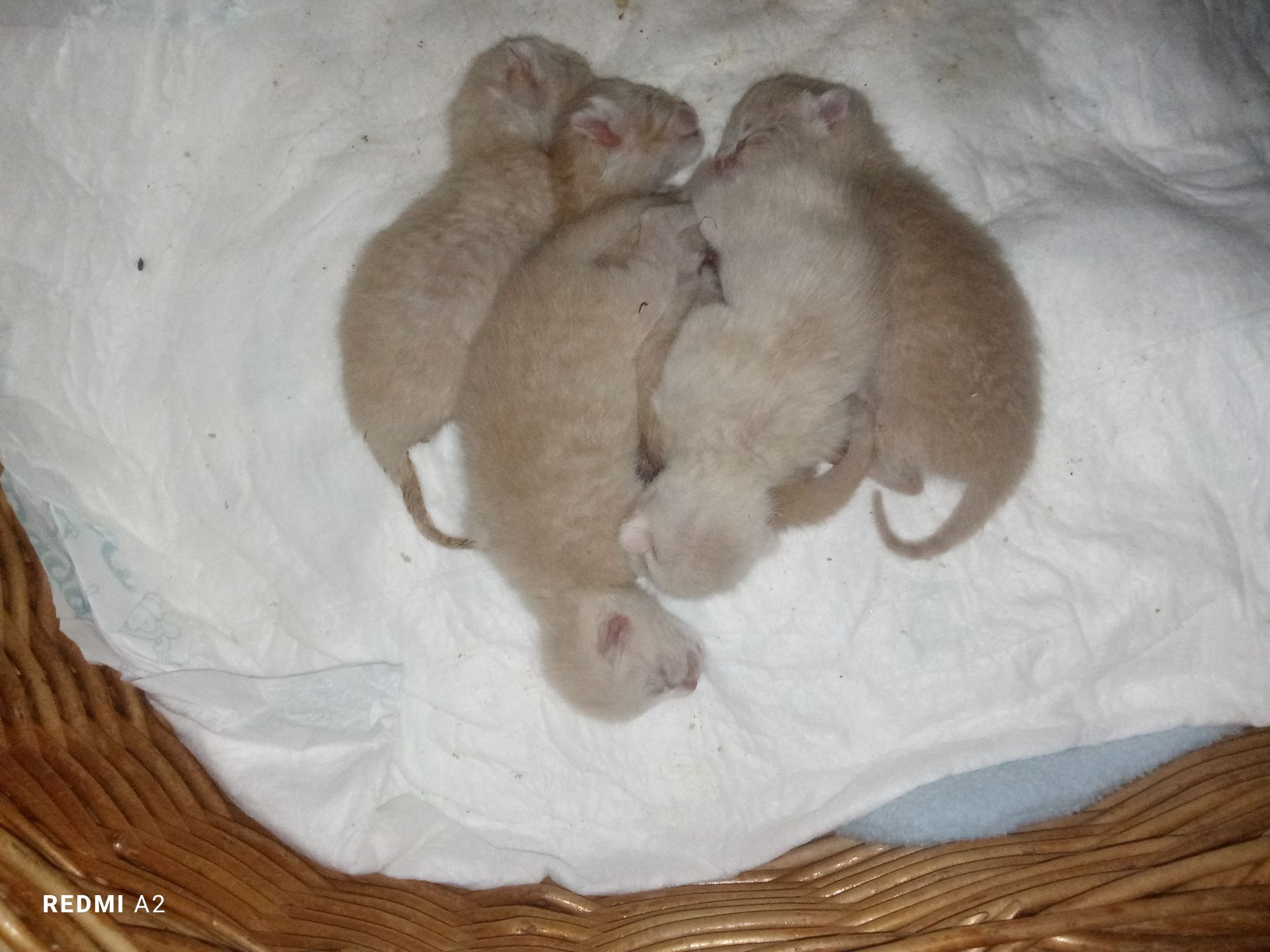 Кошенята на бронювання