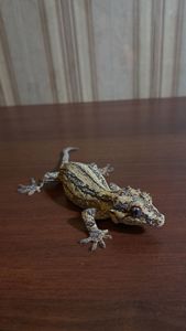 Вухатий бананоїд