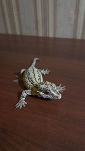 Вухатий бананоїд