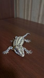 Вухатий бананоїд