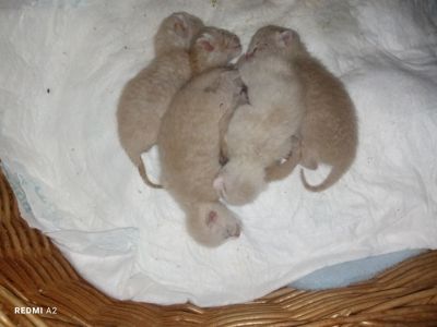 Кошенята на бронювання