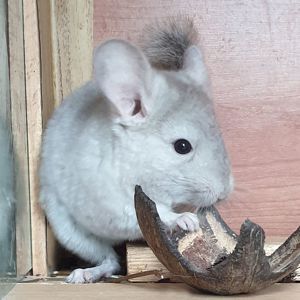 Маленький самец шиншиллы Бежевый эбони носитель ангоры
