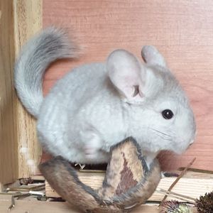 Маленький самец шиншиллы Бежевый эбони носитель ангоры