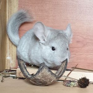 Маленький самец шиншиллы Бежевый эбони носитель ангоры