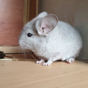 Маленький самец шиншиллы Бежевый эбони носитель ангоры