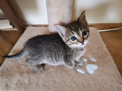 Кошенята хлопчики