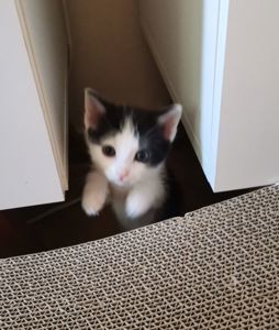 Кошенята хлопчики
