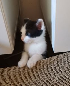 Кошенята хлопчики