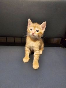 Отдам котенк мальчик