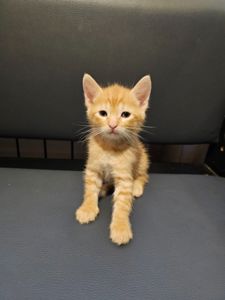 Отдам котенк мальчик