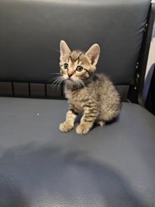 Отдам подарю котенка девочка