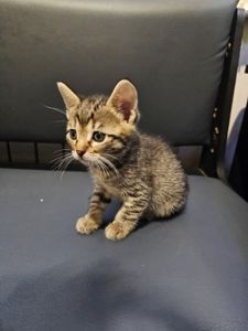 Отдам подарю котенка девочка