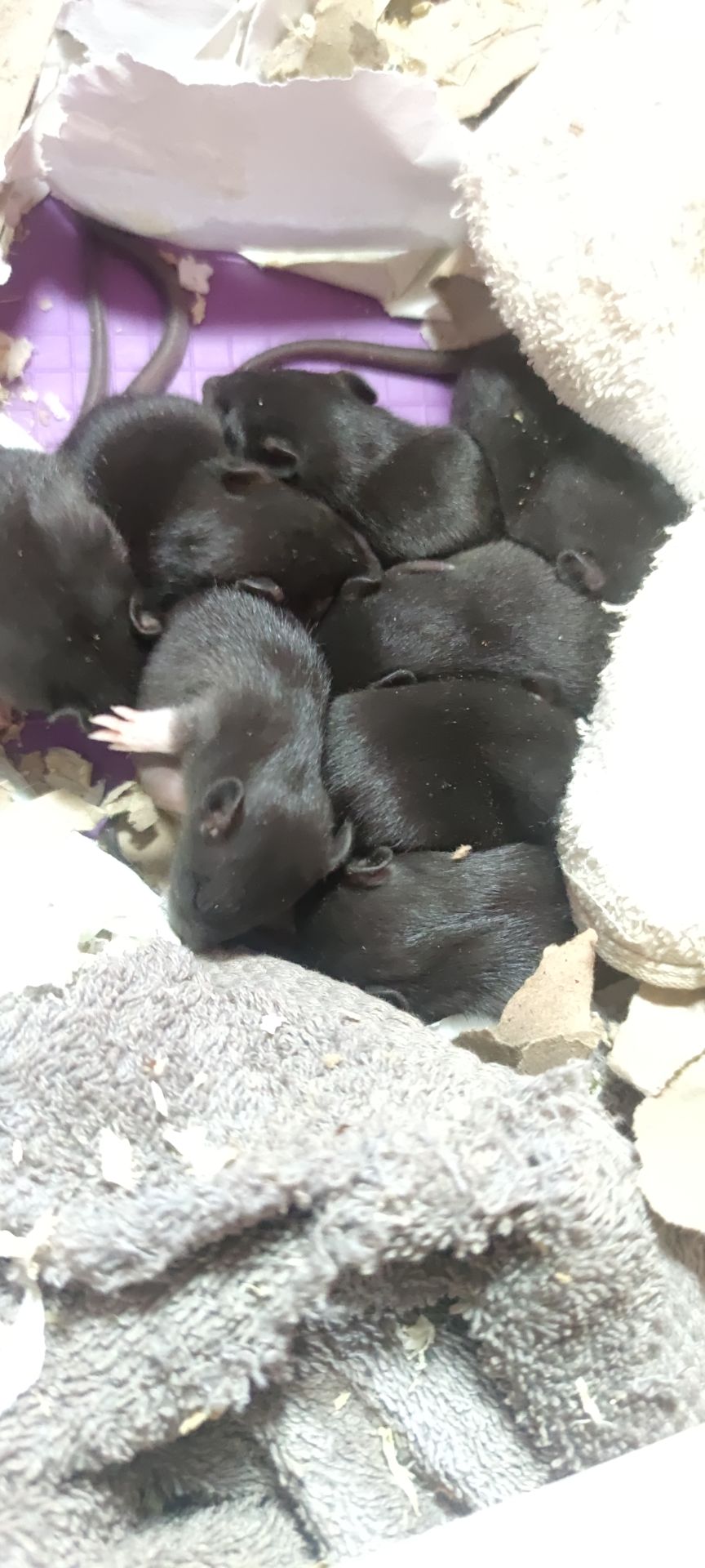Маленькі ручні пацючки дамбо