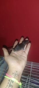 Маленькі ручні пацючки дамбо