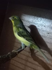 Співочі, яскраві та здорові пташки