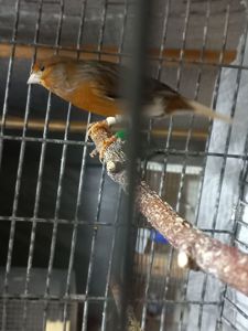 Співочі, яскраві та здорові пташки