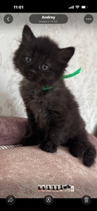 Кошеня Каспер- найкращий котик