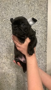 Цуценята французького бульдога