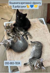 Кошенята з фронту шукають родини Київ та обл