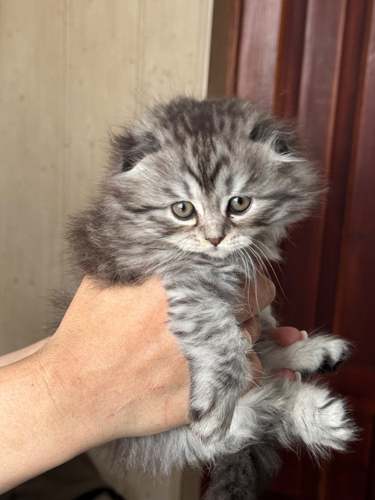 Кошенята британці