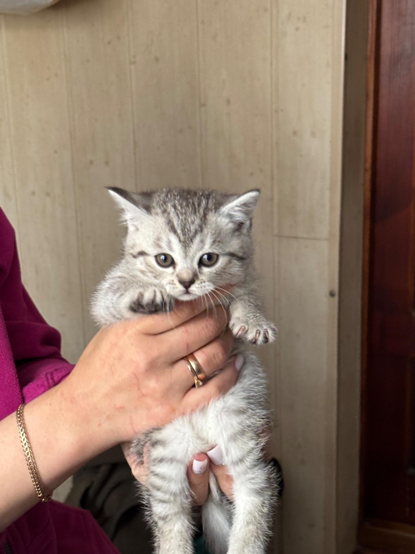 Кошенята британці