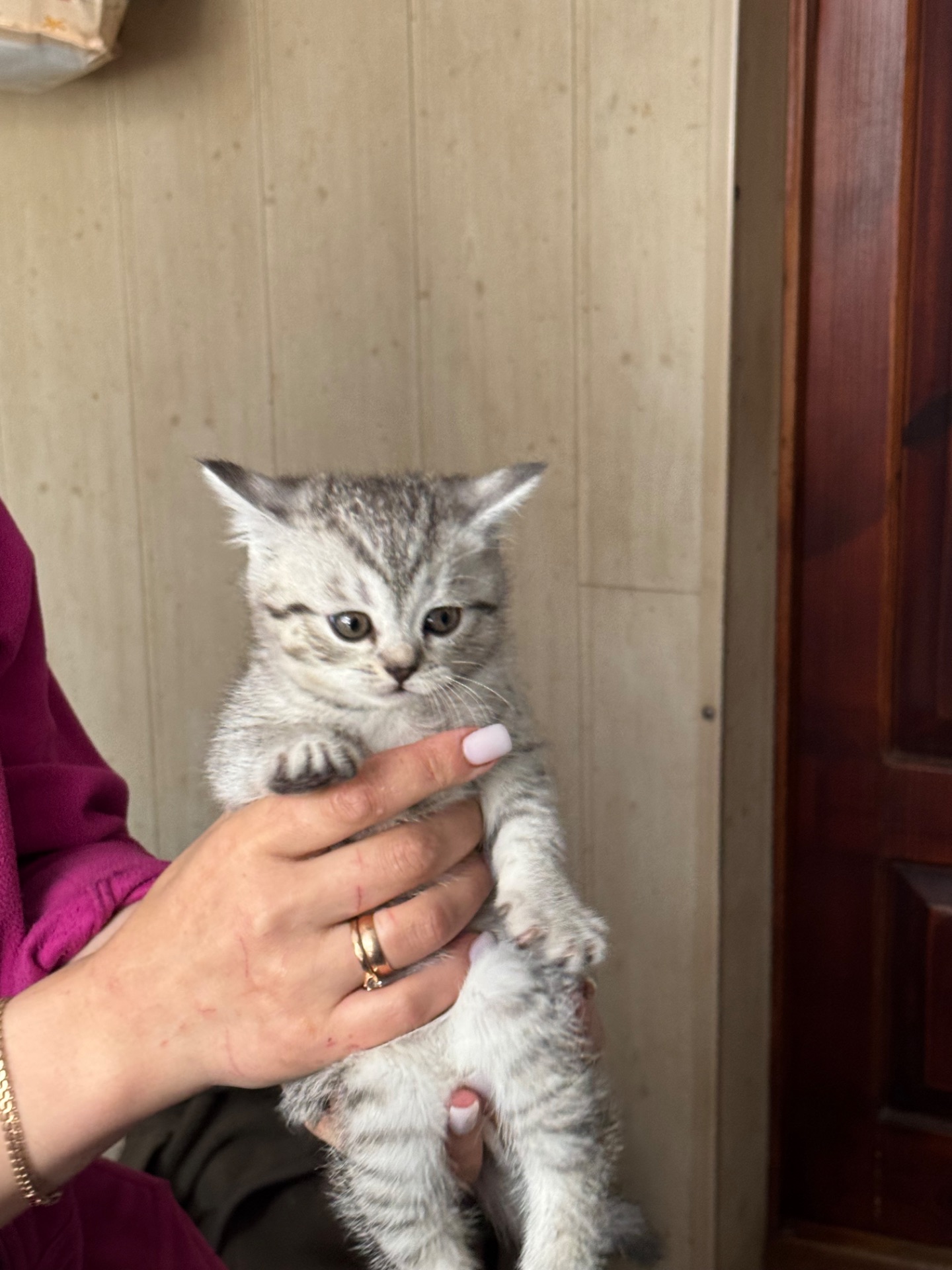 Кошенята британці