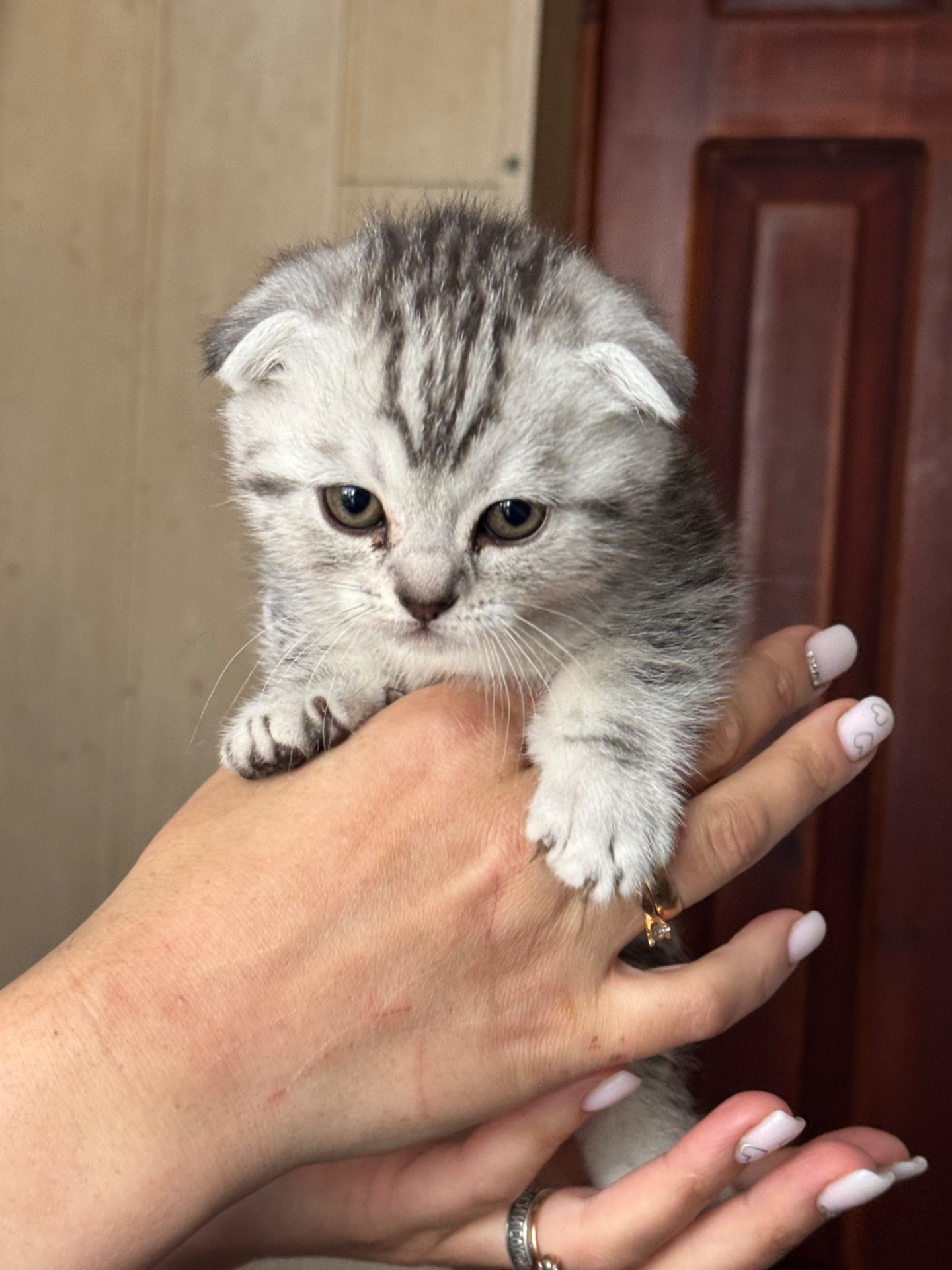 Кошенята британці