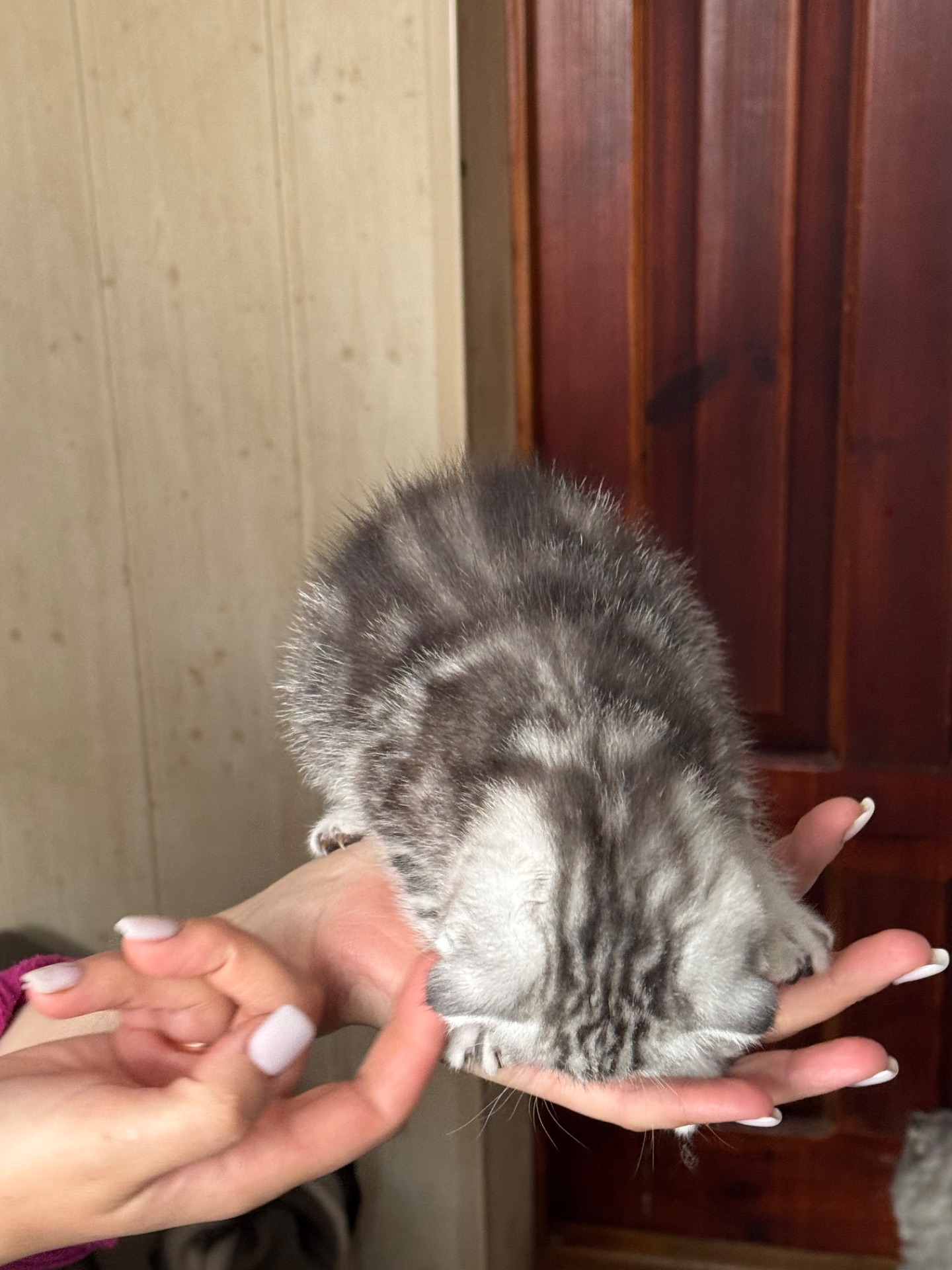 Кошенята британці