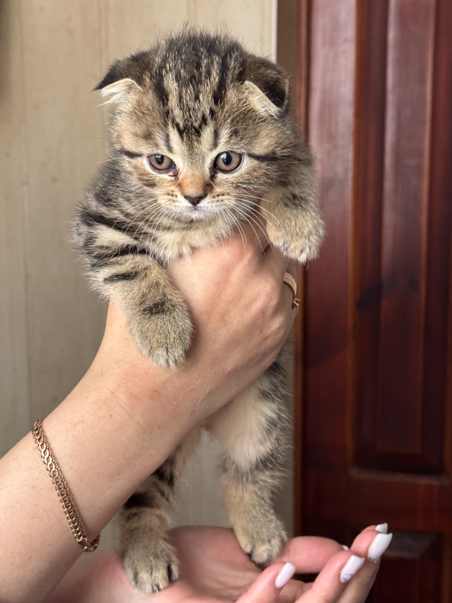 Кошенята британці