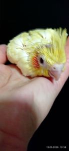 Корела пташеня Жасмин