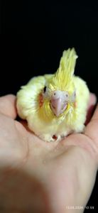 Корела пташеня Жасмин