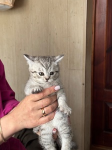 Кошенята британці