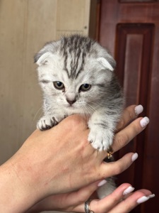 Кошенята британці