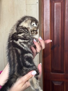 Кошенята британці