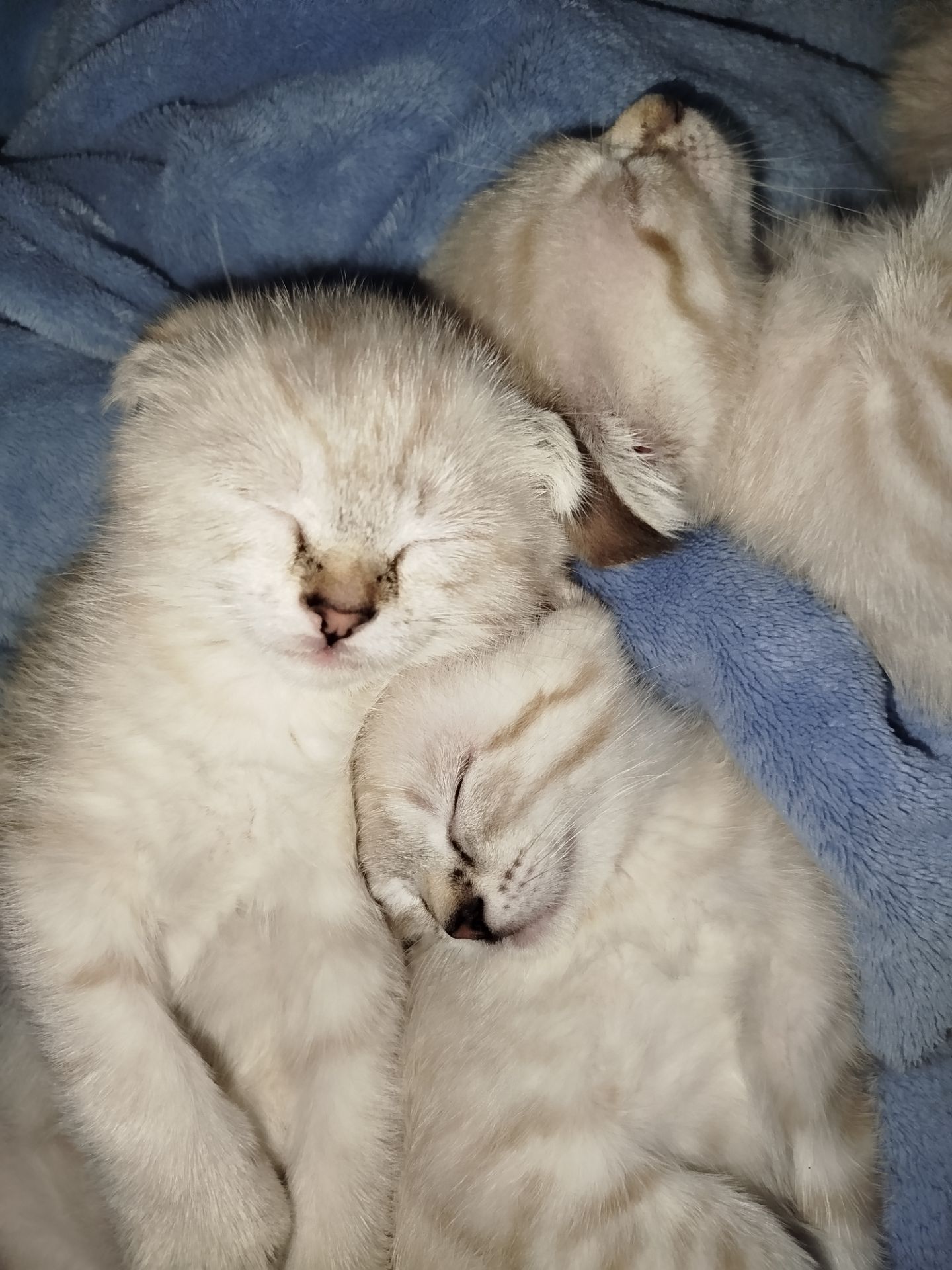 Кошенята срібна шиншила