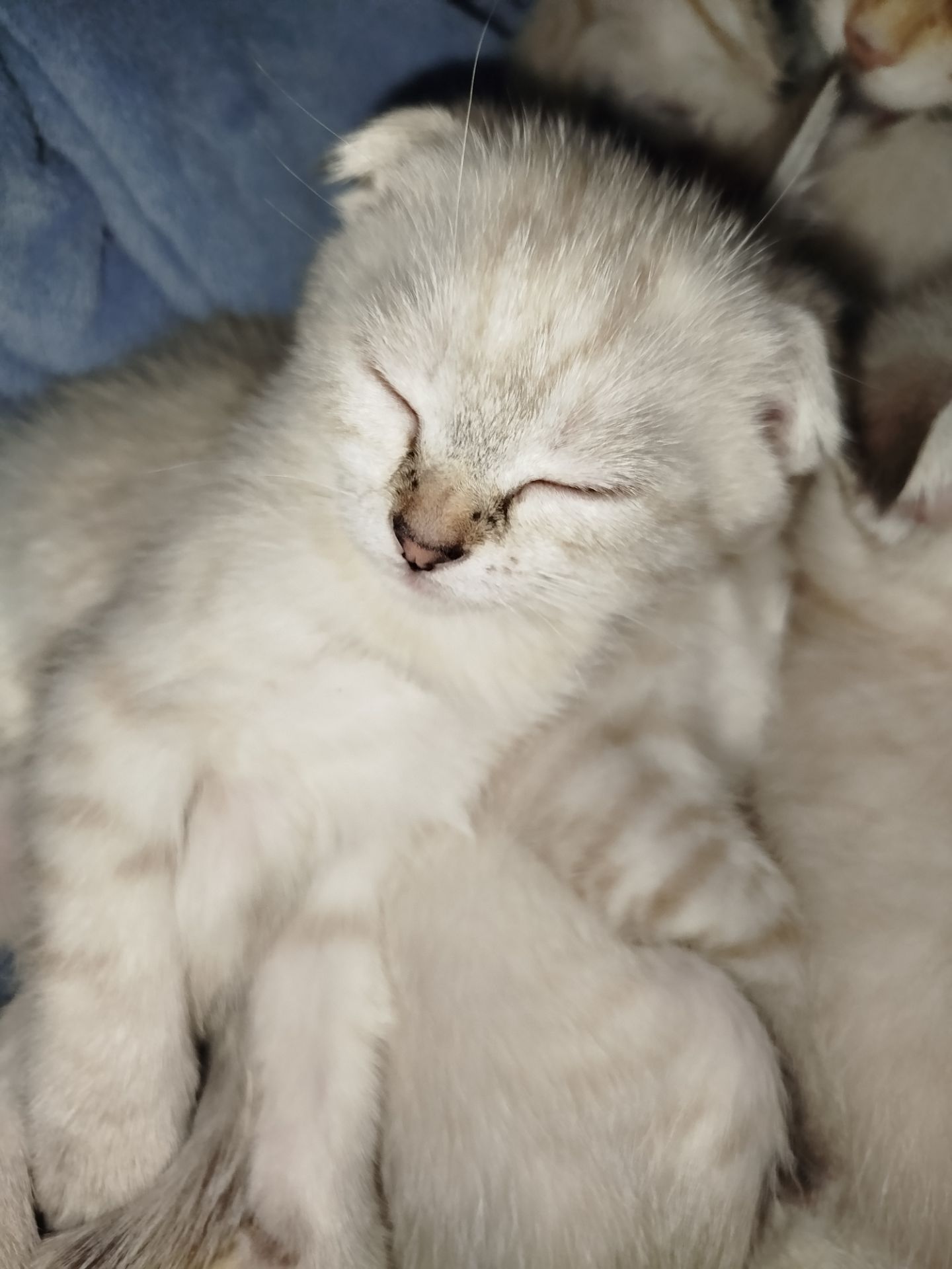 Кошенята срібна шиншила