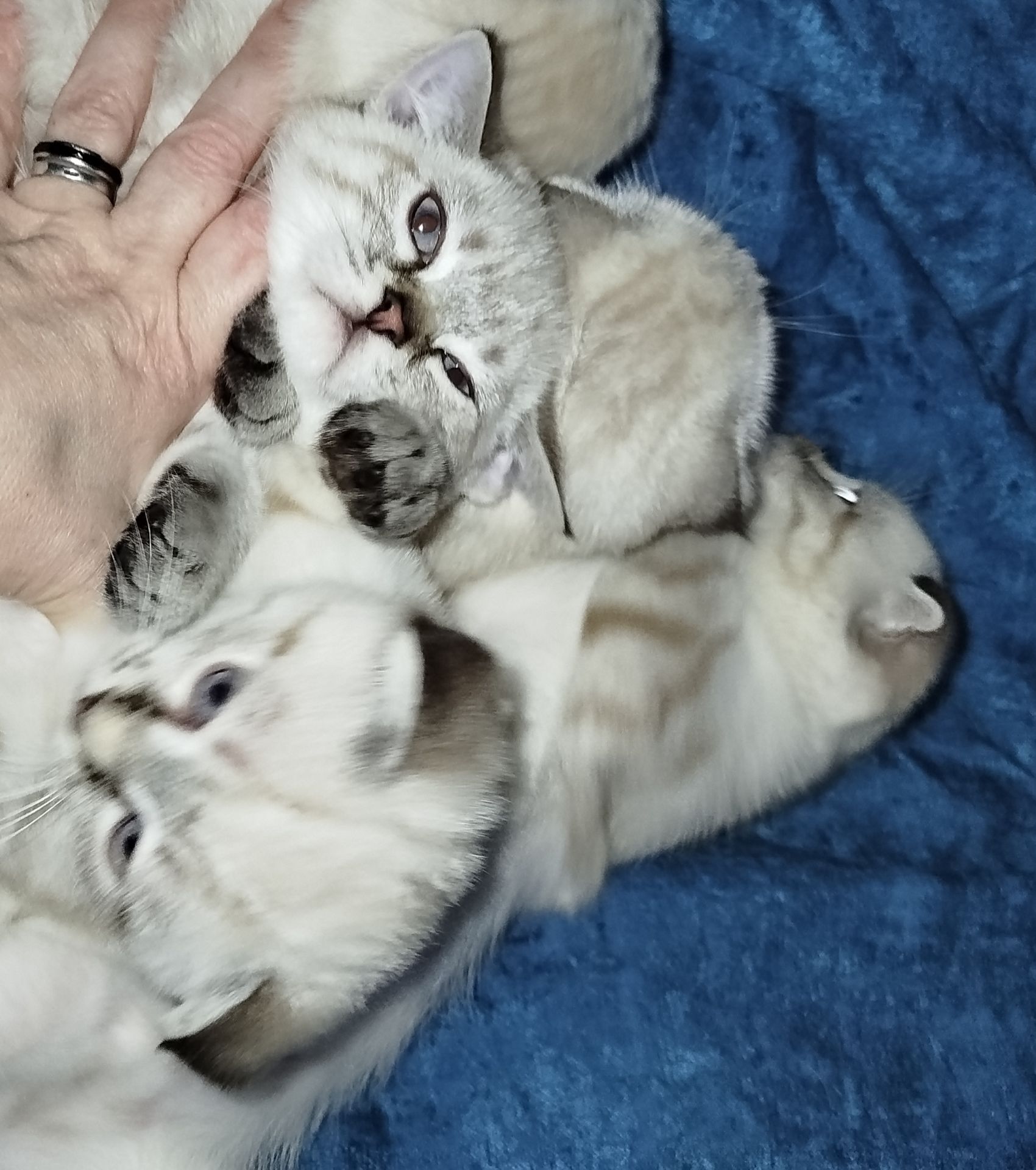 Кошенята срібна шиншила