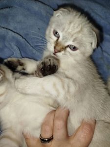 Кошенята срібна шиншила