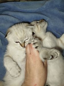 Кошенята срібна шиншила