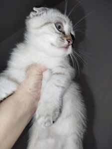 Кошенята срібна шиншила