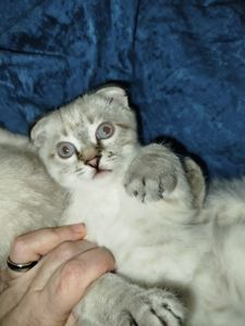 Кошенята срібна шиншила