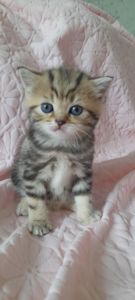 Котята мраморные