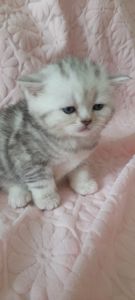 Котята мраморные